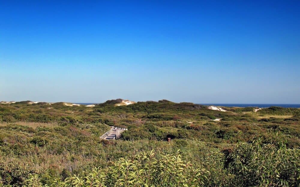 Fire Island